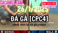 ĐÁ GÀ TRỰC TIẾP CPC4 VIDEO XEM LẠI HÔM NAY NGÀY 26-1-2025 TẠI CAMPUCHIA