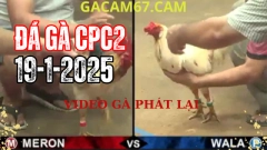 Video xem lại Đá Gà Trực Tiếp thomo Tại đấu trường CPC2 ngày 19-1-2025 ở campuchia