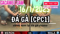 Video Tổng hợp xem Đá Gà Trực Tiếp thomo [CPC1] 16-1-2025 Gà Đá Giải mừng xuân ất tỵ